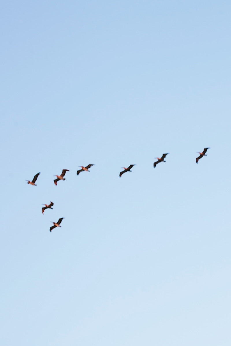 Meet Our Trio: THCV, CBD, and CBG—How They Work Together to Clear the Fog